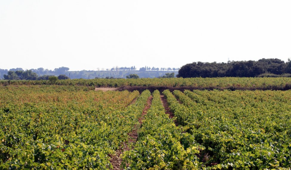 A "Châteauneuf-du-Pape" wine producer