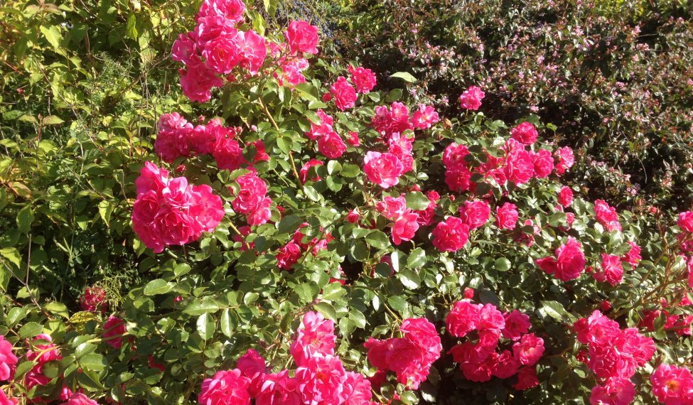 World Convential of Rose Societes in Lyon