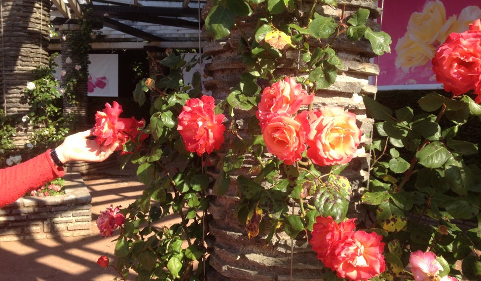 Lyon Rose Festival 2015