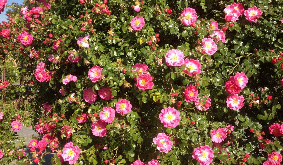 World Convential of Rose Societes in Lyon