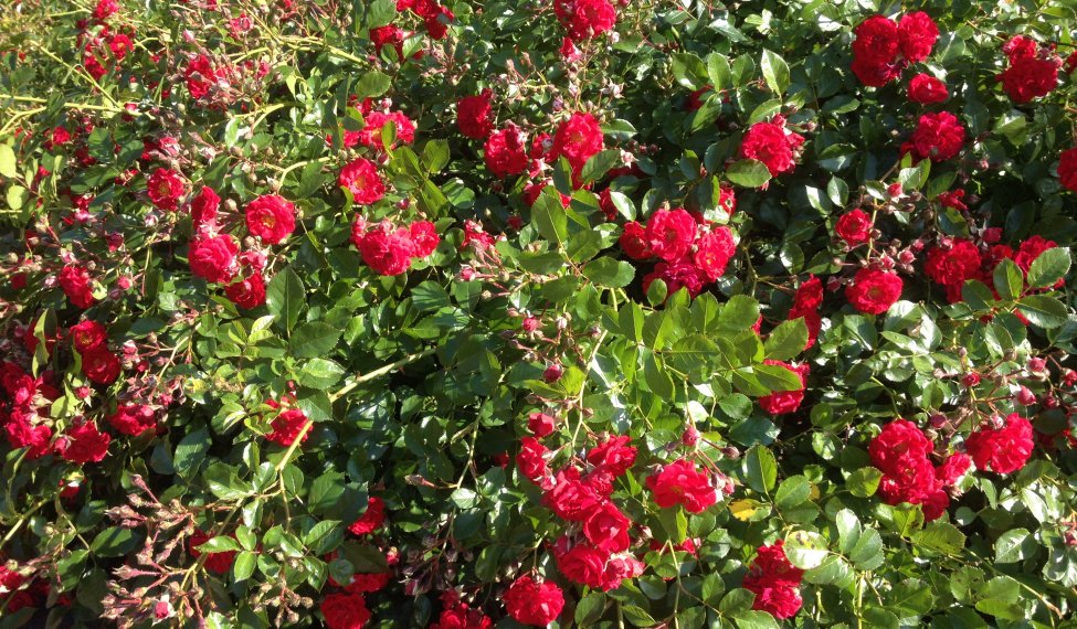 Lyon Rose Festival 2015