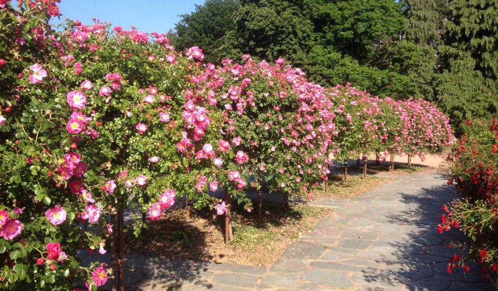 World Convential of Rose Societes in Lyon