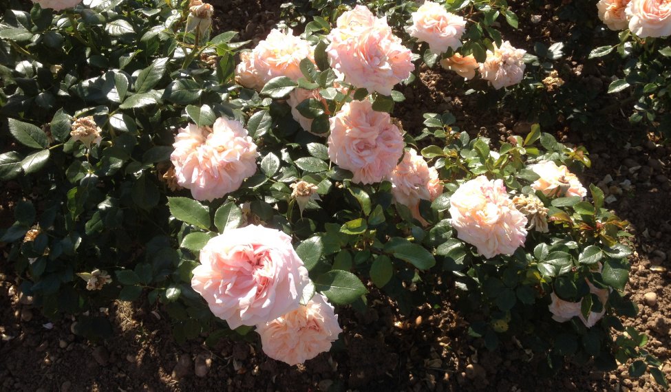 World Convential of Rose Societes in Lyon