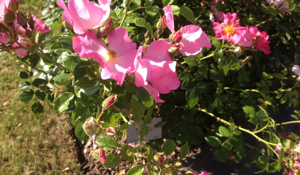 Lyon Rose Festival 2015