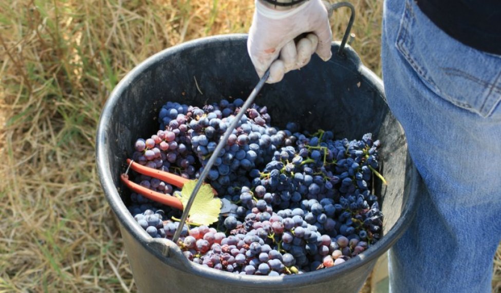 A "Châteauneuf-du-Pape" wine producer